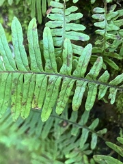 Pecluma plumula, photograph author not stated, no rights reserved