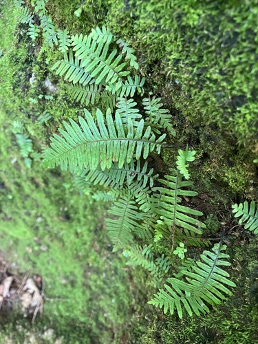 Pecluma plumula, photograph 6