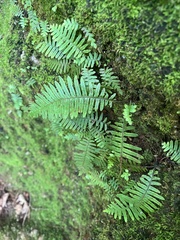 Pecluma plumula, photograph author not stated, no rights reserved