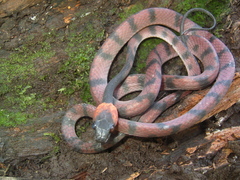 Siphlophis compressus