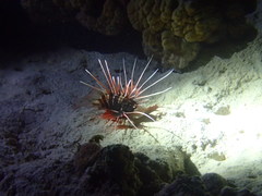 Pterois cincta