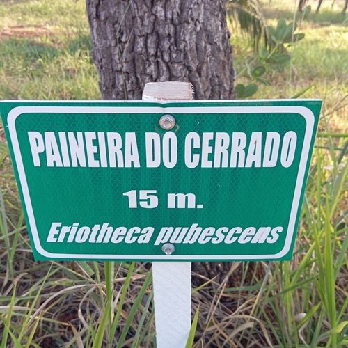 Eriotheca pubescens
