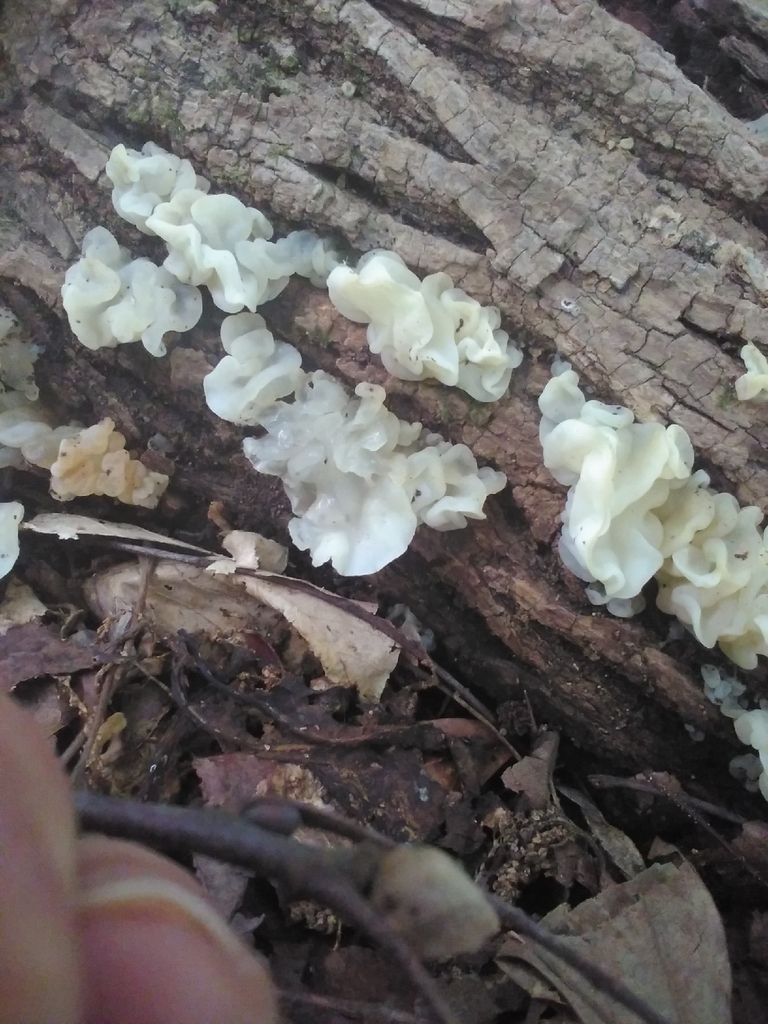 white jelly fungus · May 2026 · photo: Photo: (c) Jack Bennett, some rights reserved (CC BY) · iNaturalist