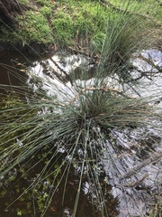 Juncus amabilis