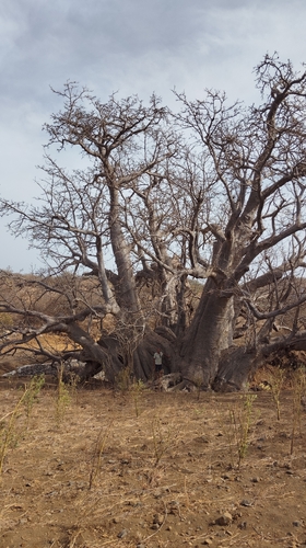 African baobab