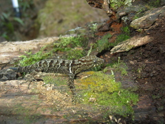 Gonatodes concinnatus