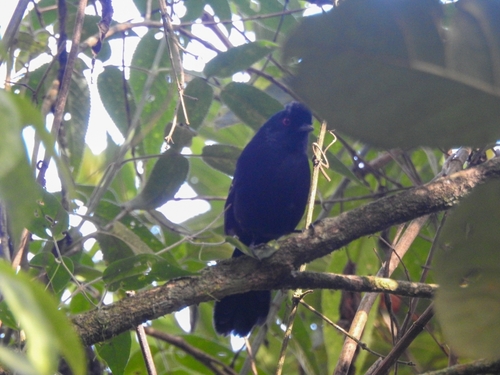 White-shouldered Fire-eye