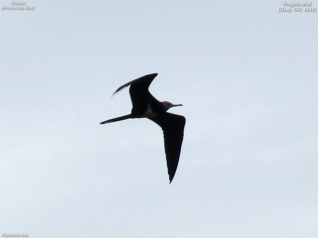 Lesser Frigatebird