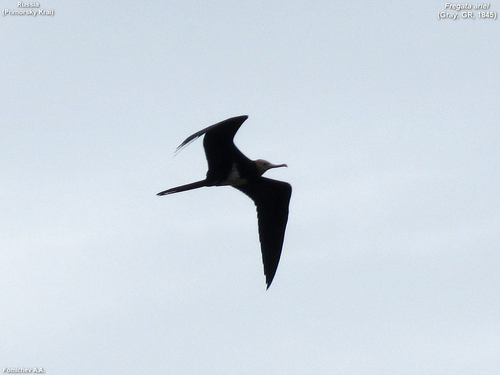 Lesser Frigatebird