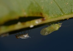 Platycorypha