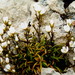 Gentianella calcis waipara - Photo (c) harrylurling, algunos derechos reservados (CC BY-NC), subido por harrylurling