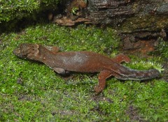 Pseudogonatodes guianensis