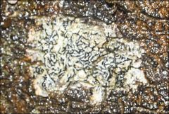 Halegrapha mucronata