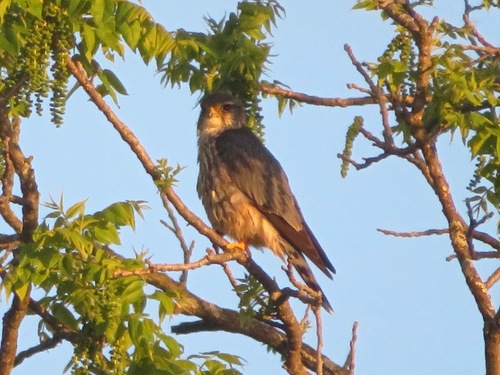 Merlin observed by magott