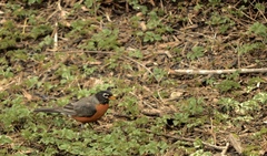Turdus migratorius