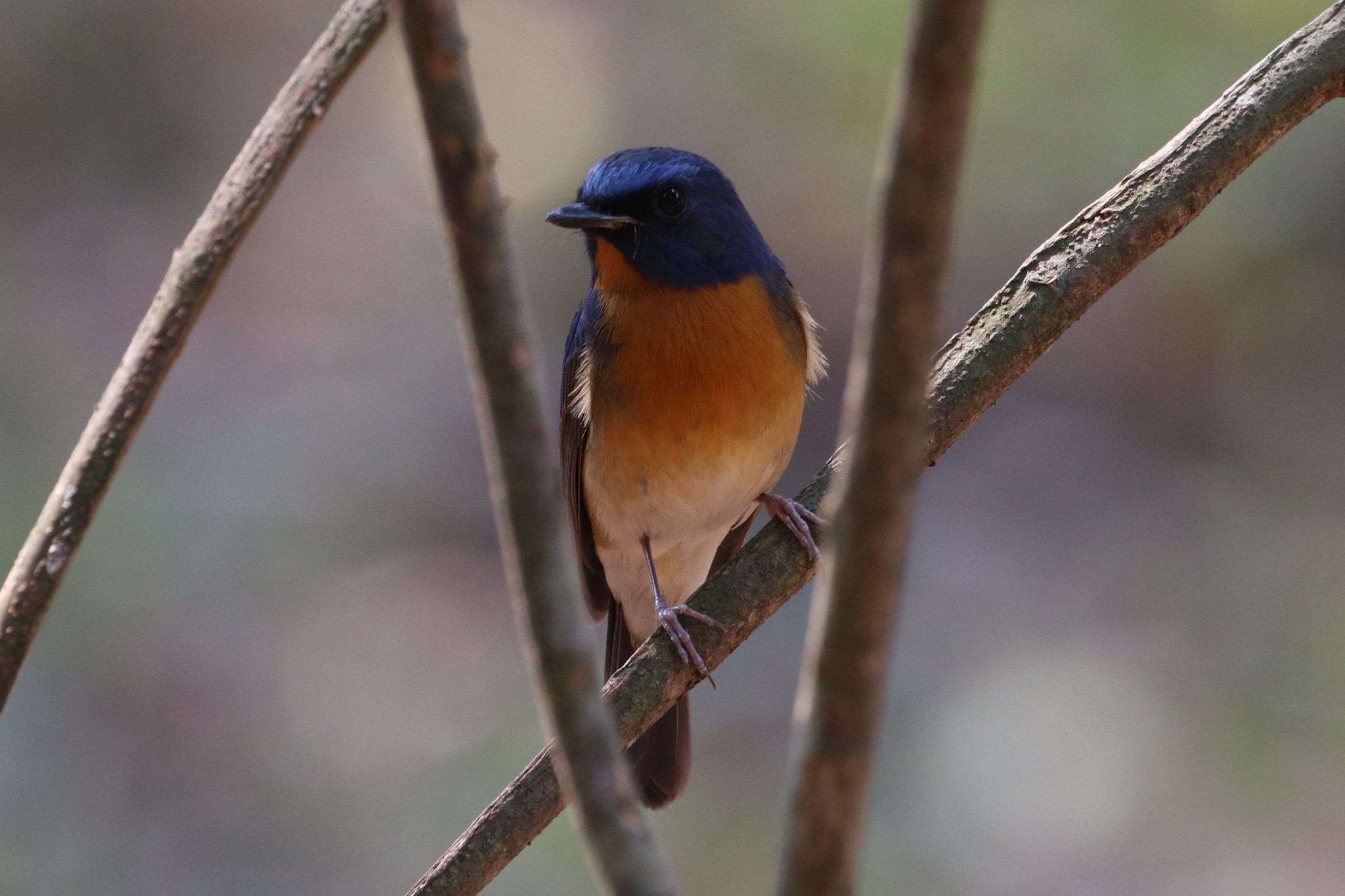 Chinese Blue Flycatcher