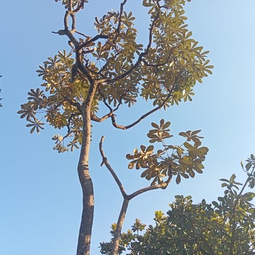 Didymopanax macrocarpus