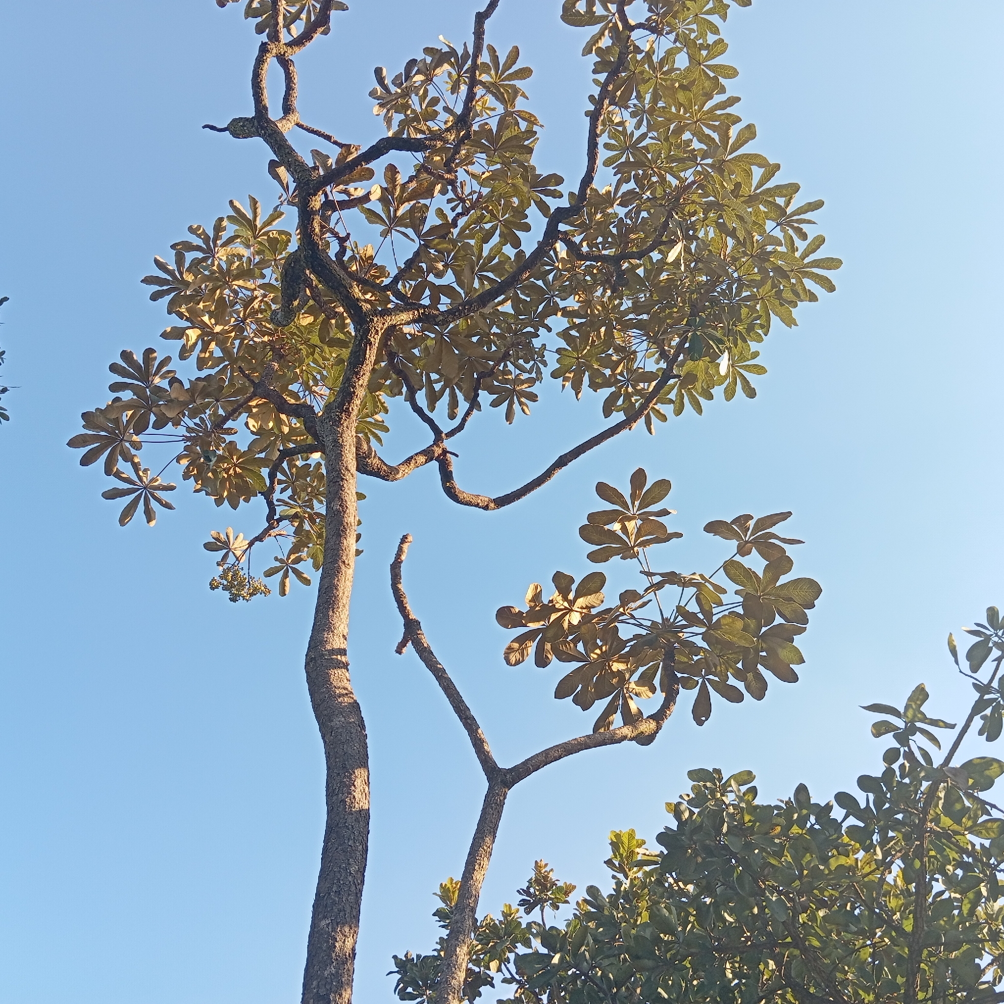 Didymopanax macrocarpus