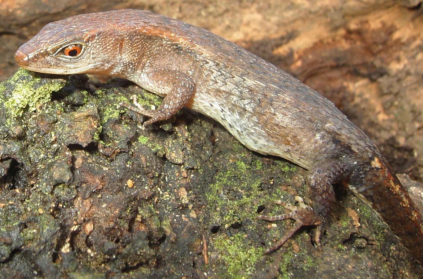 Alopoglossus atriventris Duellman, 1973