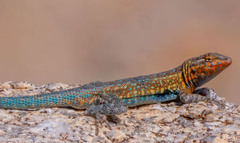 Side-Blotched Lizard photo 2