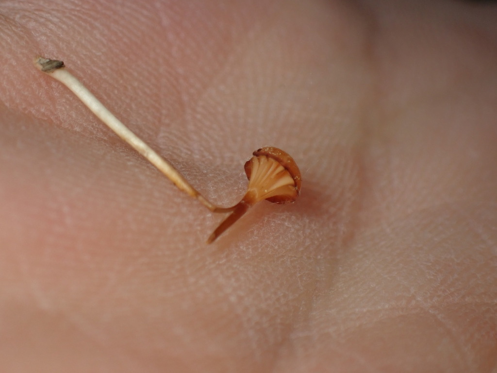 Orange Moss Navel