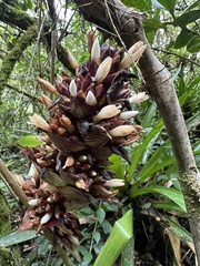 Guzmania mitis