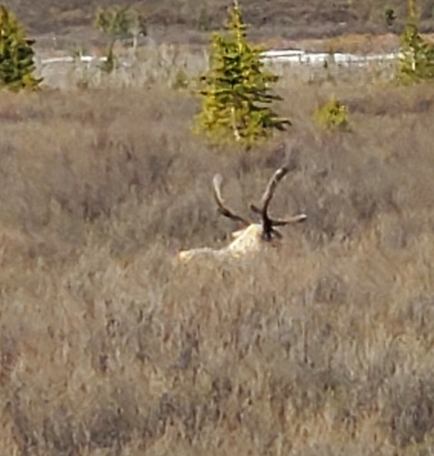 Caribou observed by lmspopova