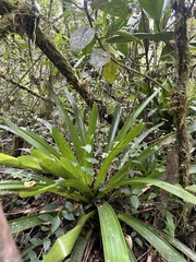 Guzmania mitis, photograph (c) Nicolás Baresch Uribe, some rights reserved (CC BY)
