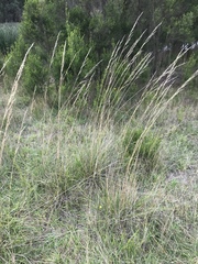 Austrostipa rudis