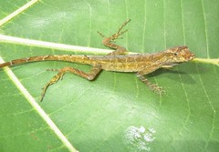 Anolis trachyderma