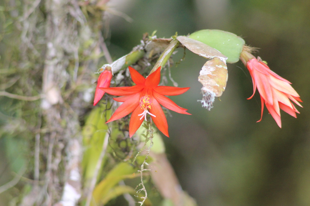 Schlumbergera gaertneri — an easy houseplant, prefers partial sun light