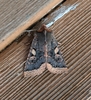 Orthosia praeses - Photo no rights reserved, uploaded by Ben Keen