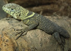 Uracentron flaviceps