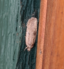 Agonopterix canadensis