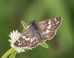 Burnsius orcynoides