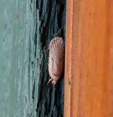 Agonopterix canadensis