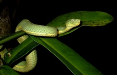 Bothrops bilineatus