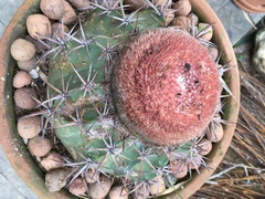 Melocactus