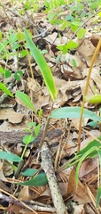 Dichanthelium boscii