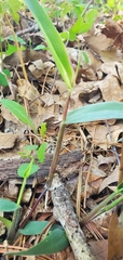 Dichanthelium boscii