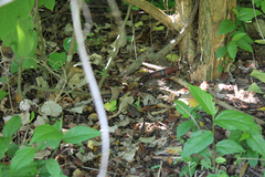 Lampropeltis abnorma