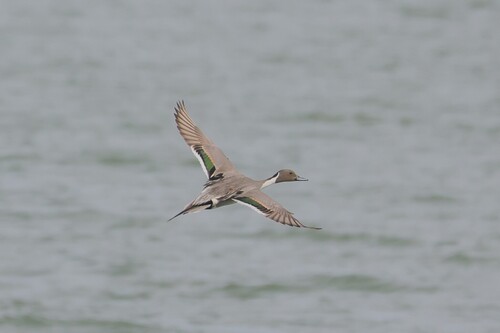 Northern Pintail