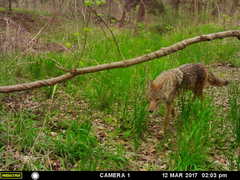 Canis latrans