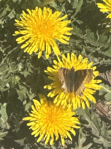 Milbert's Tortoiseshell photo 5