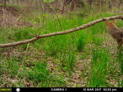 Canis latrans