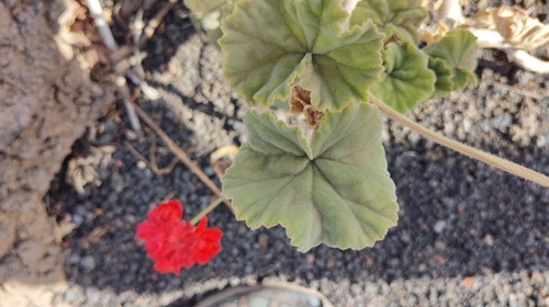 Scented Storksbill