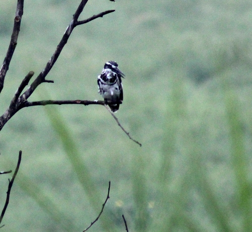 iNaturalist: (c) Bipasha David, some rights reserved (CC BY-NC), uploaded by Bipasha David iNaturalist image