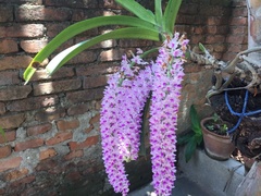 Rhynchostylis