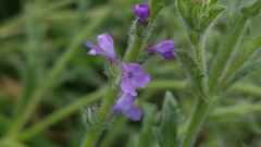Verbena canescens