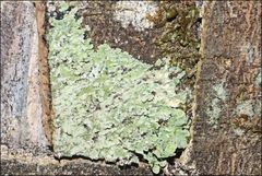 Pannaria minutiphylla